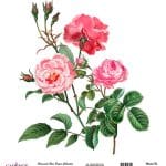 EVRENSEL PİRİNÇ KAĞIT KOLEKSİYON BEYAZ ZEMİN UC-041 30X30