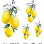 EVRENSEL PİRİNÇ KAĞIT KOLEKSİYON BEYAZ ZEMİN UC-165 30X30