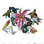 EVRENSEL PİRİNÇ KAĞIT KOLEKSİYON BEYAZ ZEMİN UC-007 60X60