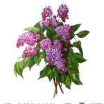 UNIVERSAL RICE PAPER COLLECTION WHITE BACKGROUND UC-013 60X60