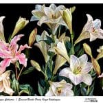 UNIVERSAL BORDURE RICE PAPER COLLECTION BLACK GROUND UBC-006 30X68