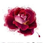 WATERCOLOR FLOWER RICE PAPER COLECTION WHITE GROUND WFC-026 60X60