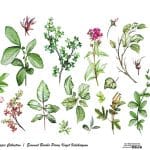 EVRENSEL BORDÜR PİRİNÇ KAĞIT KOLEKSİYON BEYAZ ZEMİN UBC-014 30X68