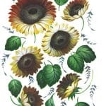 PİRİNÇ KAĞIT MODEL 116 30X42