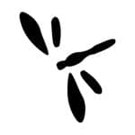 M SERİSİ STENCIL M36 7X10