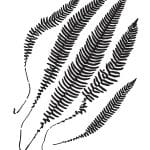 BN SERIES STENCIL BN159 25X36