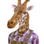 HAYVAN PORTRELERİ KUMAŞ TRANSFER KOLEKSİYONU PAFT-02 21X30