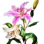 UNIVERSAL TRANSFER COLLECTION UTC-002 25X35