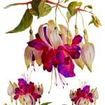 EVRENSEL TRANSFER KOLEKSİYONU UTC-003 25X35