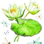 EVRENSEL TRANSFER KOLEKSİYONU UTC-012 25X35