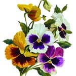 EVRENSEL TRANSFER KOLEKSİYONU UTC-015 25X35